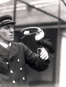 A Toucan Holds an Egg in Its Mouth on the Arm of a Keeper, 1924 by Frederick William Bond